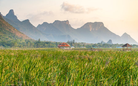 Freshwater Marsh and largest wetlands area in Thailand,with mangrove forests and great diversity of bird species and ecosystems, a nature walk across boardwalks and water lilies,and mountain scenery.の写真素材