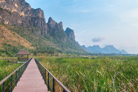Freshwater Marsh and largest wetlands area in Thailand,with mangrove forests and great diversity of bird species and ecosystems, a nature walk across boardwalks and water lilies,and mountain scenery.の写真素材