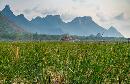 Freshwater Marsh and largest wetlands area in Thailand,with mangrove forests and great diversity of bird species and ecosystems, a nature walk across boardwalks and water lilies,and mountain scenery.の写真素材