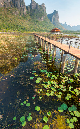 Freshwater Marsh and largest wetlands area in Thailand,with mangrove forests and great diversity of bird species and ecosystems, a nature walk across boardwalks and water lilies,and mountain scenery.の写真素材