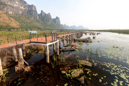 Freshwater Marsh and largest wetlands area in Thailand,with mangrove forests and great diversity of bird species and ecosystems, a nature walk across boardwalks and water lilies,and mountain scenery.の写真素材