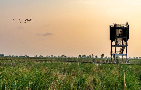 Freshwater Marsh and largest wetlands area in Thailand,with mangrove forests and great diversity of bird species and ecosystems, a nature walk across boardwalks and water lilies,and mountain scenery.の写真素材