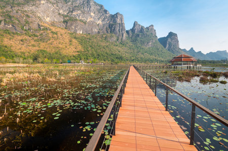 Freshwater Marsh and largest wetlands area in Thailand,with mangrove forests and great diversity of bird species and ecosystems, a nature walk across boardwalks and water lilies,and mountain scenery.の写真素材