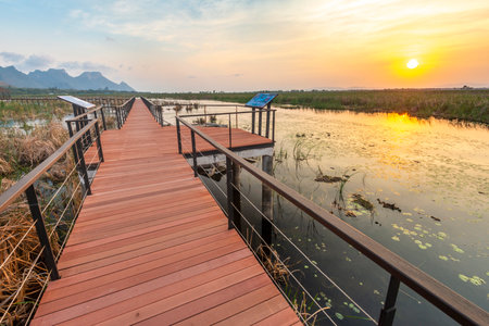Freshwater Marsh and largest wetlands area in Thailand,with mangrove forests and great diversity of bird species and ecosystems, a nature walk across boardwalks and water lilies,and mountain scenery.の写真素材