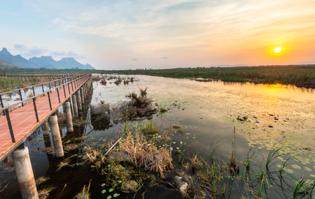 Freshwater Marsh and largest wetlands area in Thailand,with mangrove forests and great diversity of bird species and ecosystems, a nature walk across boardwalks and water lilies,and mountain scenery.の写真素材