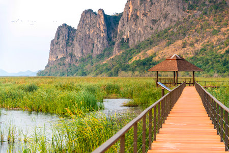 Freshwater Marsh and largest wetlands area in Thailand,with mangrove forests and great diversity of bird species and ecosystems, a nature walk across boardwalks and water lilies,and mountain scenery.の写真素材
