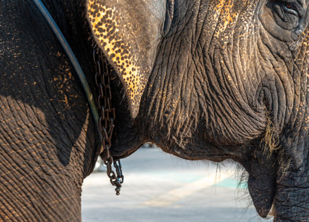 A Thai elephant's ear, visible eye and chain covered neck, while working to give rides for tourists, around the temples of Ayuthaya, the old city close to Bangkok.の写真素材