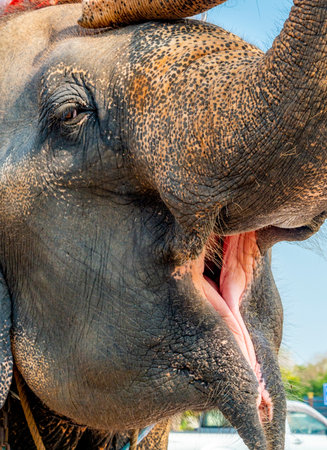 A Thai elephants,opens mouth a swings trunk back,while working to give tours for visitors to the temples of Ayuthaya,the old city close to Bangkok.の写真素材