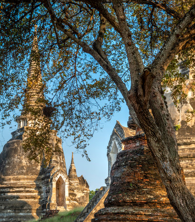 Part of the extensive temple grounds and important historic site,with many old trees growing through the ancient tiled floors,with surrounding brickwork and pagodas,in late afternoon sunlight.の写真素材