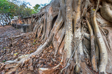 Sprawling dramatically above ground, across ancient walls and base of ruins of an historic 9th century Angkorian temple,part of Angkor Archaeological park,on a hilltop overlooking Tonle Sap lake.の写真素材