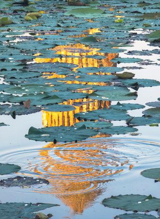 Lily pond next to temple complex,reflecting large ancient structure at sunset,with ripples on water reflecting golden colour of pagoda next to arrangement of lilies on water surface.の写真素材