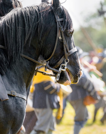 At a massive epic re-construction of the largest and final battle of the English Civil War at Worcester, in 1651,between Scottish Royalists and Parliamentarians.の写真素材