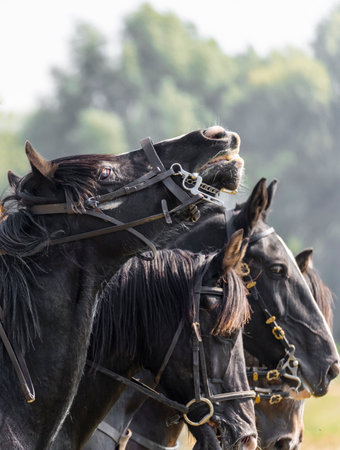 Worcestershire,England-August 25 2025:Sealed Knot re-construction of the largest and final battle of...