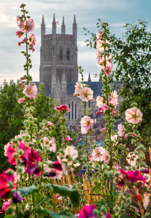 Beautiful pink and magenta flora,sunset at the peaceful hilltop and viewpoint site of the Battle of Worcester,fought at the end of the English Civil War in 1651.の写真素材