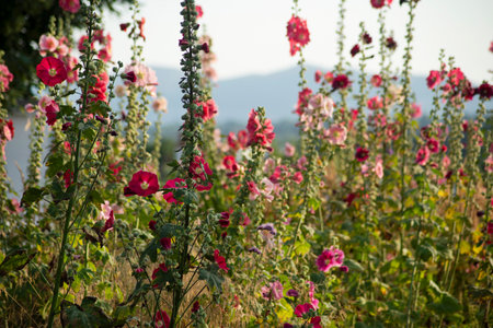 Looking toward the scenic Malverns hill range and summer countryside,from the hilltop site of the critical final battle of the Battle of Worcester,during the English Civil War,fought in 1651.の写真素材