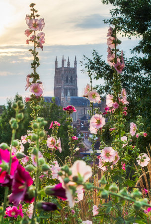 Beautiful pink and magenta flora,sunset at the peaceful hilltop and viewpoint site of the Battle of Worcester,fought at the end of the English Civil War in 1651.の写真素材
