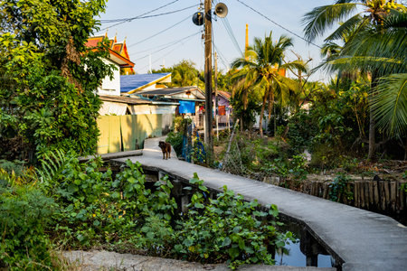 Boardwalk for residents,passing over narrow waterways,part of an intricate network of small connecting pathways running through lush vegetation,canals,natural habitats and farmland.の写真素材