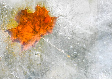 Abstract Autumnal image of a deep orange red colored Fall leaf,from a nearby tree,after a typically British Autumn rain storm,laying ontop a conservatory window pane.の写真素材