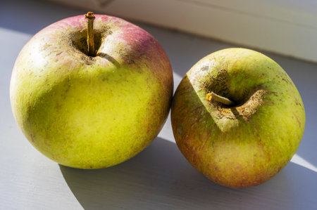 Windfall apples,sweet and crisp eaters,in the Autumn sun,Worcestershire,England,United Kingdomの写真素材