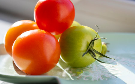 Healthy and full flavoured,freshly picked organic red and green small tomatoes,are placed on a sunny south facing widow sill of a domestic home in England,until they are ripe enough to be consumed.の写真素材
