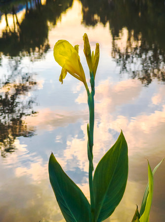 Beautiful reflections of clouds in the historic moat in the background, as pretty, colorful flowers line the waters edge as the sun sets.の写真素材