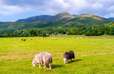 Beautiful mountain roadside scenery,dramatic clouds and peaceful summer meadows with sheep...