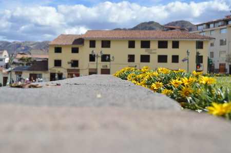 buildings and flowers