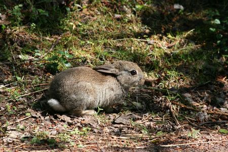 Brown rabbitの写真素材