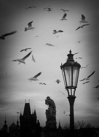 Seaguls flying around lamp on Charles Bridge over the River Vltava, Pragueの写真素材