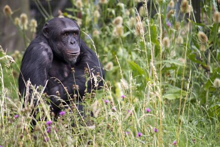 Chimpanzee in tall grassの写真素材