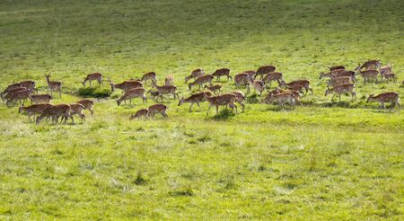 Axis deer or chital most common in Bangladesh, India and Sri Lanka  Known for their reddish brown coat and white spots, and prefer to live in woodland or grassland の写真素材