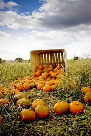Orange pumpkinsの写真素材