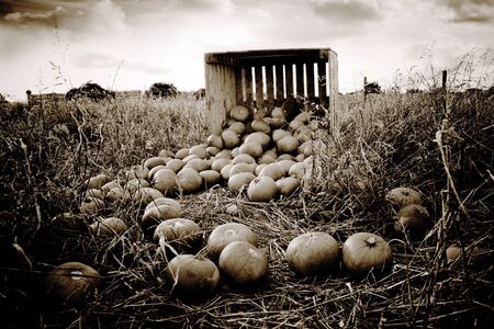 Pumpkins fallen from wooden crateの写真素材