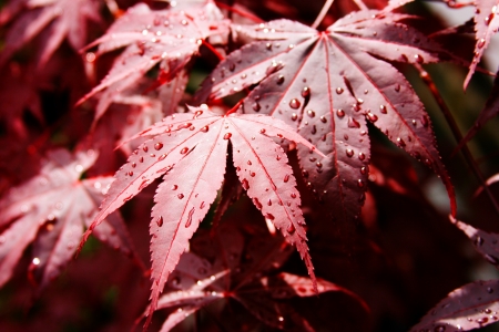 Red maple leafの写真素材