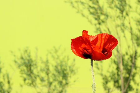 Spring time, red poppy flowerのeditorial素材