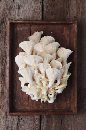 wild mushroomsの写真素材