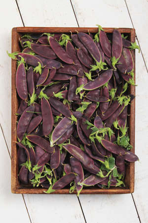 fresh purple mangetoutの写真素材