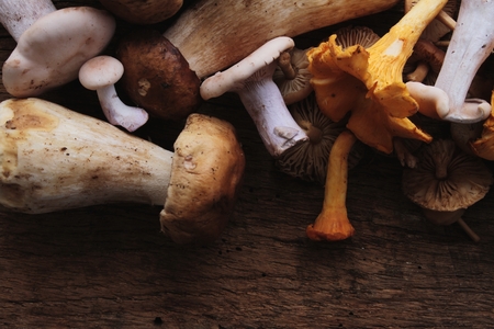 wild mushroom selectionの写真素材