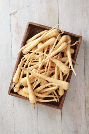 young parsnipsの写真素材