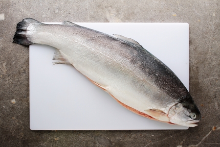 fresh sea troutの写真素材