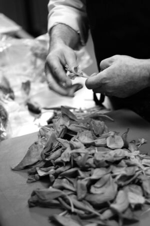 preparing fresh herbsの写真素材