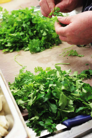 chef chopping parsleyの写真素材