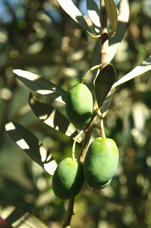 fresh olivesの写真素材