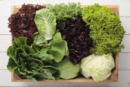 fresh picked whole lettuce varietysの写真素材