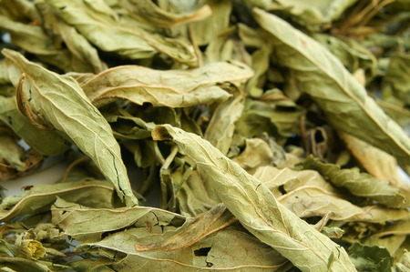 stevia natural sweetener
