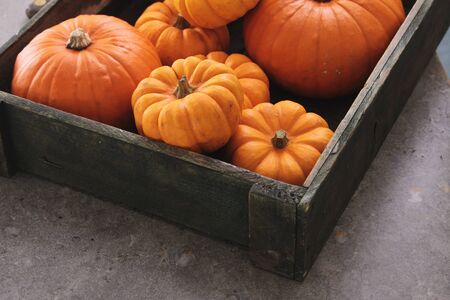 pumpkin selectionの写真素材