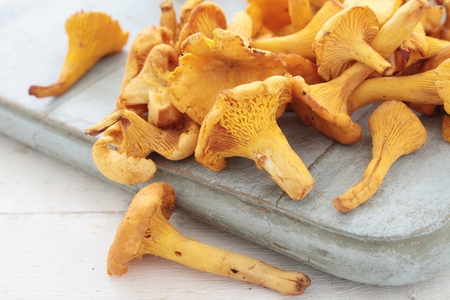 wild chanterelle mushroomsの写真素材