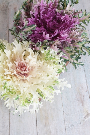 kale variegated varietyの写真素材