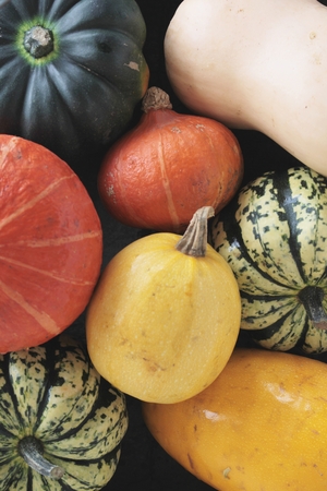 squash vegetable selectionの写真素材