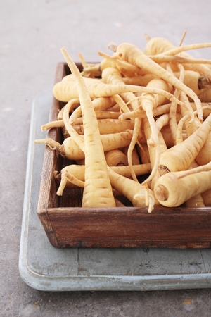 young parsnipsの写真素材